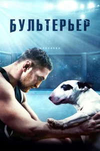 Бультерьер 